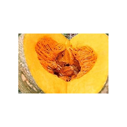 Yellow Jamaican Pumpkin Vegetable Seeds for Planting [neera-v5-badf6d1594c266617ea3]
