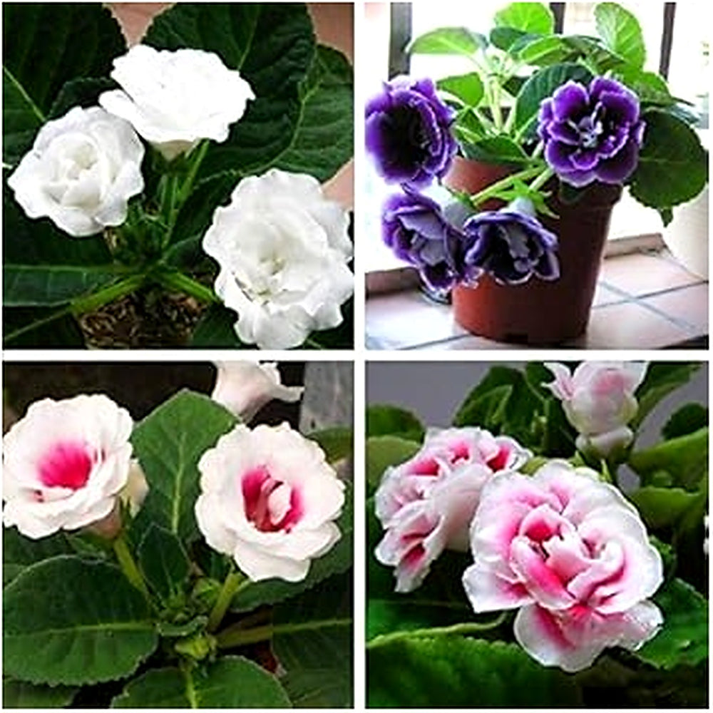 Multi Gloxinia Flower Seeds for Planting [neera-v5-bae00285f33dd9bbc783]