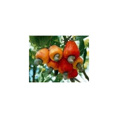 Green Cucumis Melo Fruit Seeds for Planting | Heirloom Non-GMO Organic Seeds for Refreshing, Sweet Garden Melons [neera-v5-bae00e7b1c10bd1113ca]