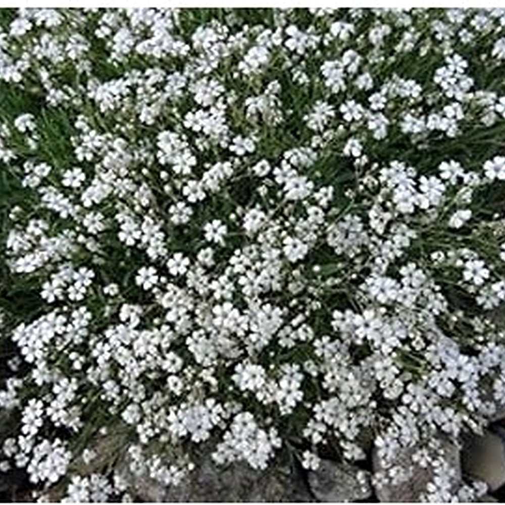 White Gyposophila Elegans Plant Seeds for Planting [neera-v5-bae100bb88f397d3819c]