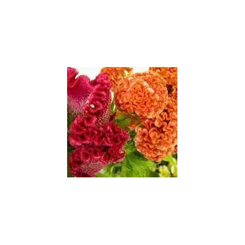 Celosia Flower Planting For Garden Non Gmo Flower Seeds for Home Garden Planting, Decorative [neera-v5-baf2cf1222af2546debf]