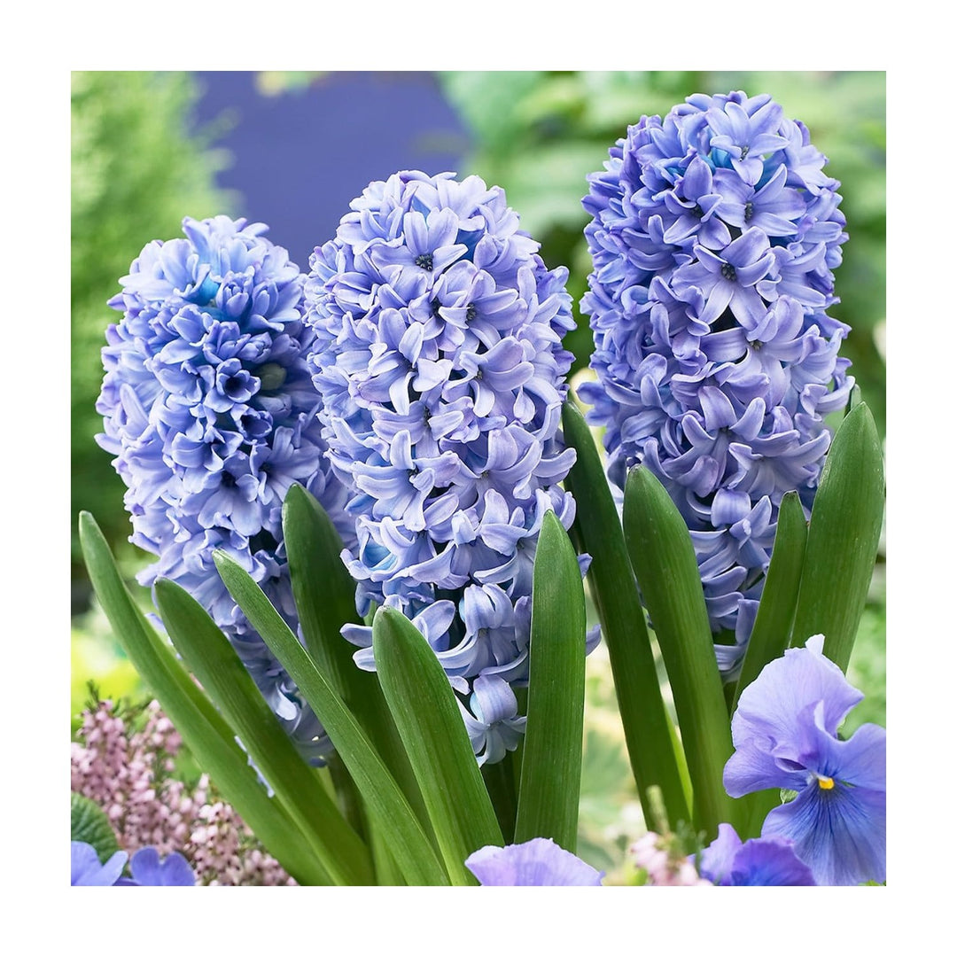 Heirloom Non Gmo Hyacinths Flower Fragrant Spring Blooms Garden Planting Flower Seeds Home [neera-v5-baf4a460cd30dc02863e]