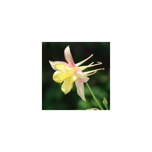 Yellow Columbine Aquilegia Mckana Giants Flower For Planting Ideal For Pollinator Friendly [neera-v5-baf66dfc1d0ffff24e76]