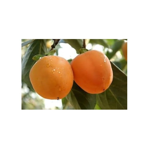 Orange Tomato Seeds for Planting [neera-v5-baff7a2f9f35aa7fe8b2]