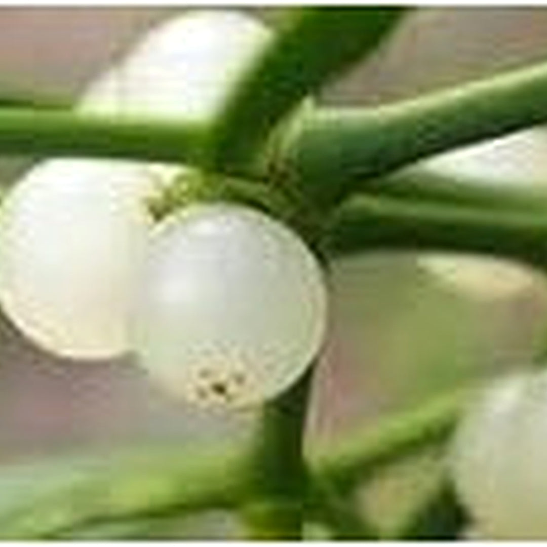 Mistletoe White Plant Seeds for Planting [neera-v5-bb0fd008e36e32b87e8a]