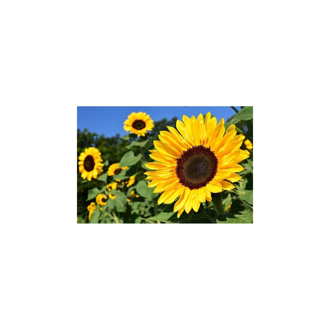 Helianthus Annuus Sunzilla Sunflower Giant Sunflower For Planting In Garden And Fields Flower Seeds [neera-v5-bb139d3946a4fdb502e4]