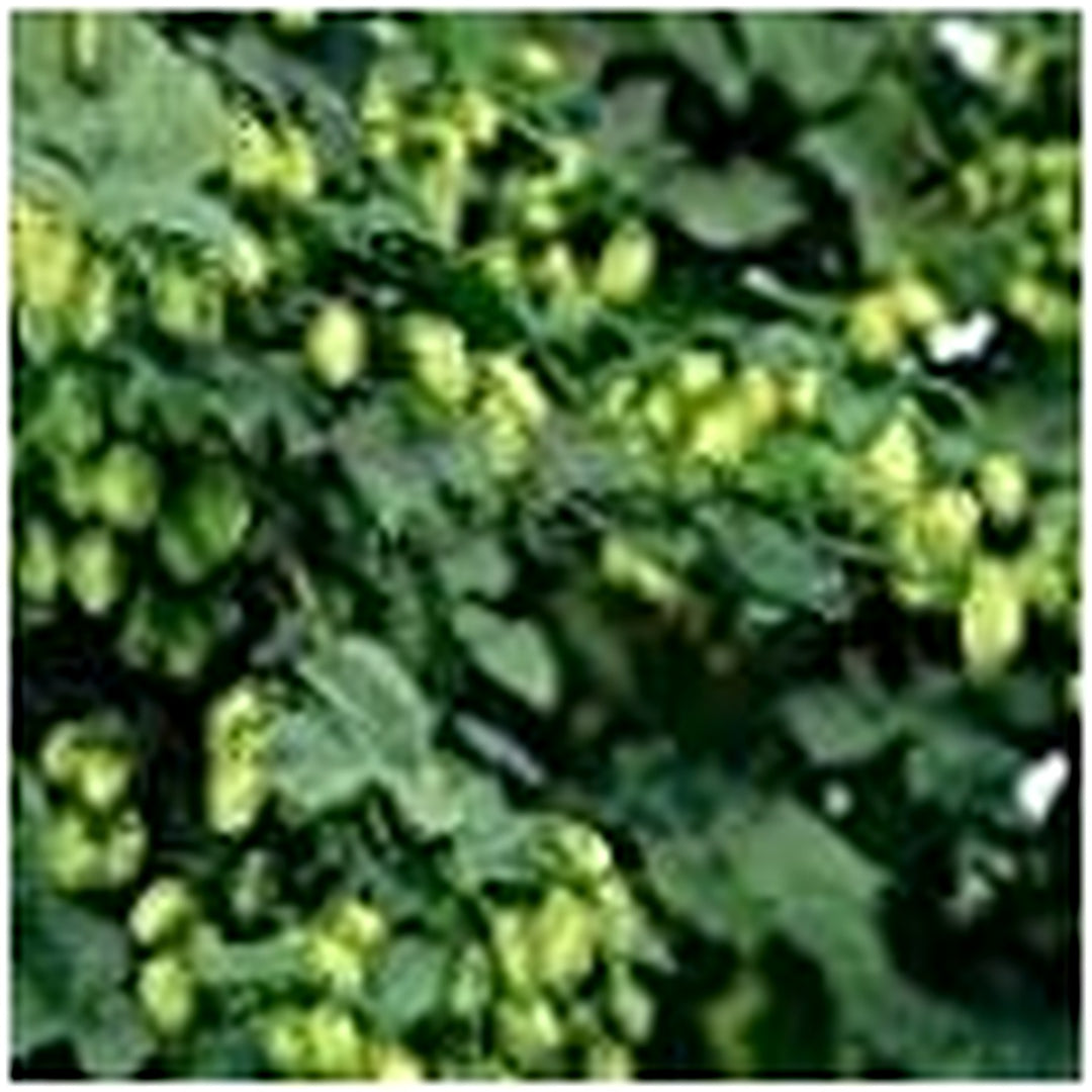 Heirloom Non-GMO Pale Green Humulus Lupulus Plant Seeds [neera-v5-bb1b8deb7001f7ecb68e]
