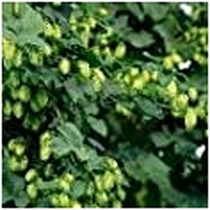 Heirloom Non-GMO Pale Green Humulus Lupulus Plant Seeds [neera-v5-bb1b8deb7001f7ecb68e]
