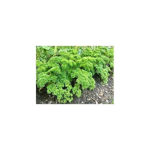 Curly Parsley Seeds for Planting [neera-v5-bb2e02ef658145f2ab49]