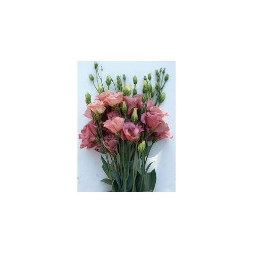 Peach Eustoma (Lisianthus) Flower Seeds [neera-v5-bb30e8867ab00df853b7]