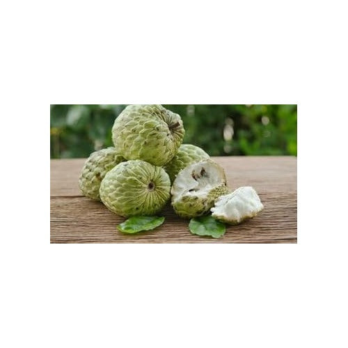 Sweet Sop (Sugar Apple) Fruit Seeds for Planting [neera-v5-bb331fa7a0e90148b58a]