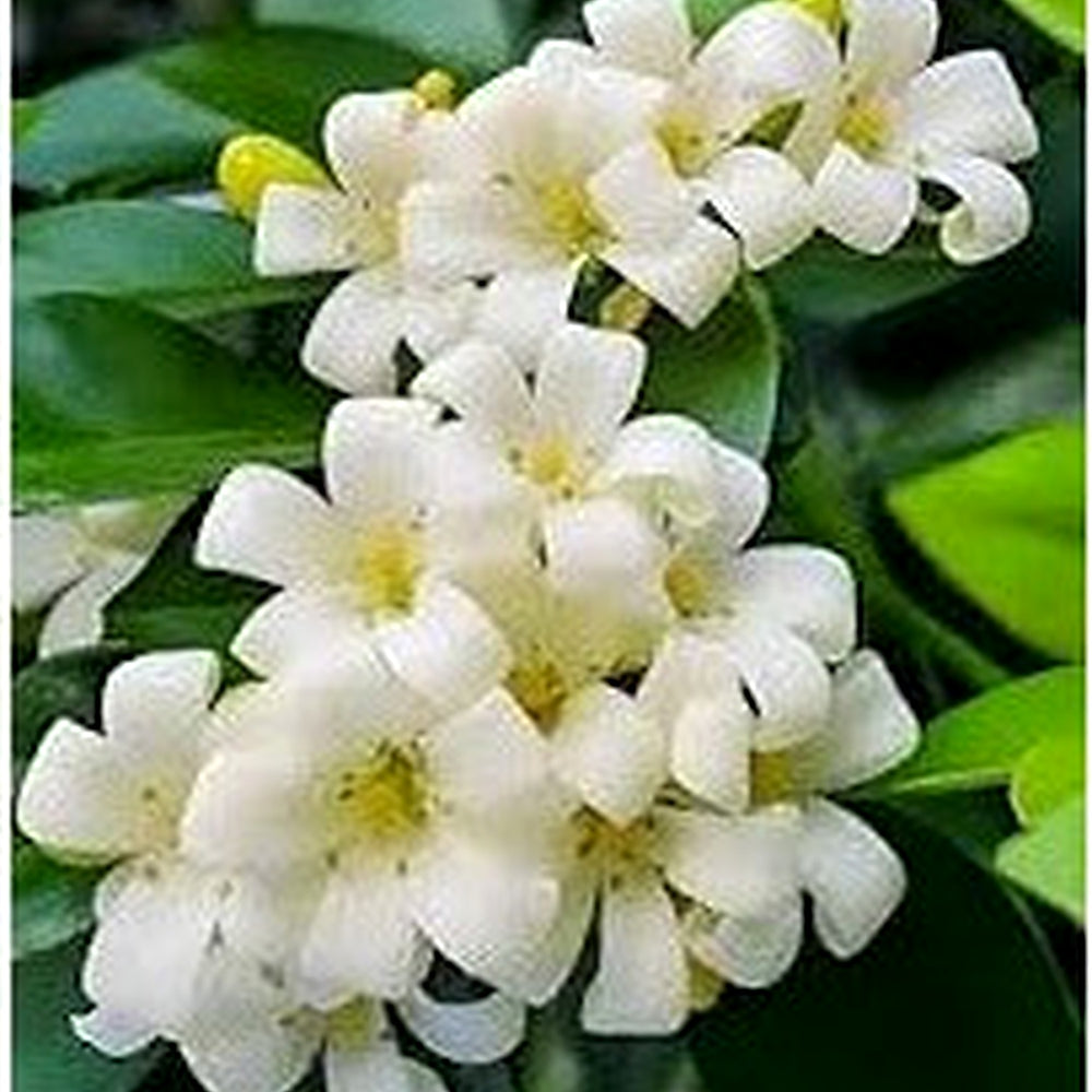 Orange Jasmine Murraya Paniculata Flower Seeds for Planting [neera-v5-bb338b252aba3bfda6cf]