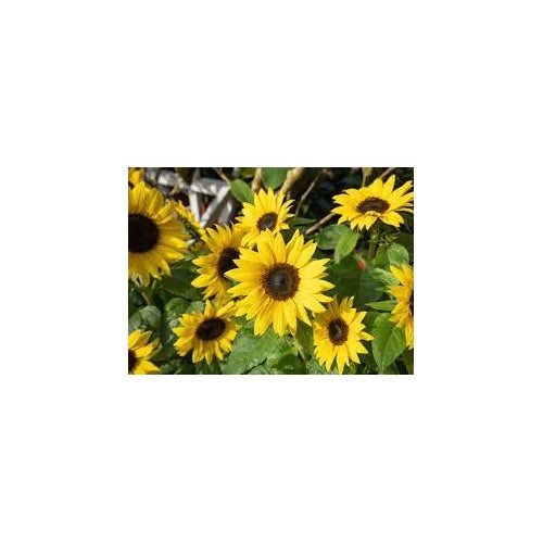 Dwarf Sunspot Sunflower Seeds [neera-v5-bb450620b4ffd475a5ed]
