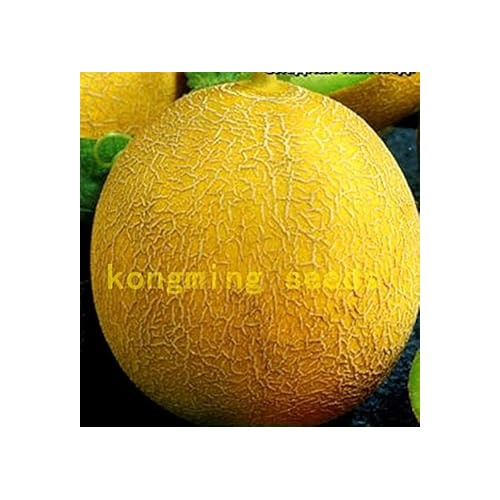 Yellow Melon Fruit Seeds for Planting [neera-v5-bb46aafa227e79b77da9]