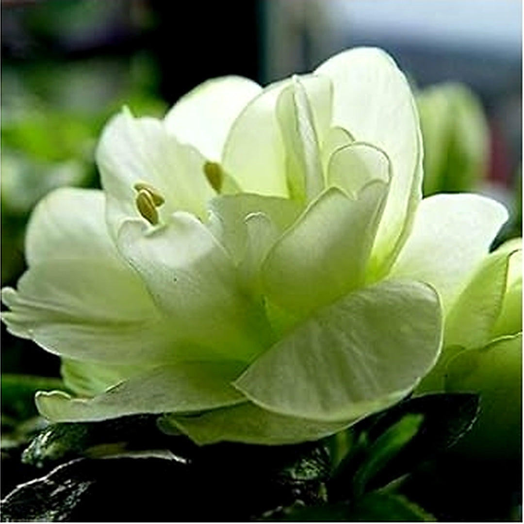 Sea Green Rhododendron Flower Seeds for Planting [neera-v5-bb508af7c5051ecaad9e]