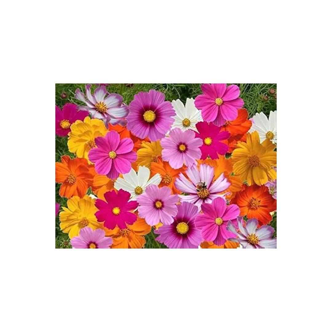 Cosmos Sensation Mix Flower Flower Seeds for Home Garden Planting, Decorative Organic Blooming [neera-v5-bb587abc5f6b360302a9]