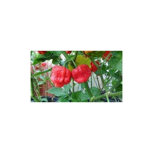 Heirloom Non-GMO Trinidad Hot Pepper Seeds for Planting [neera-v5-bb6116ad7e701d28873f]