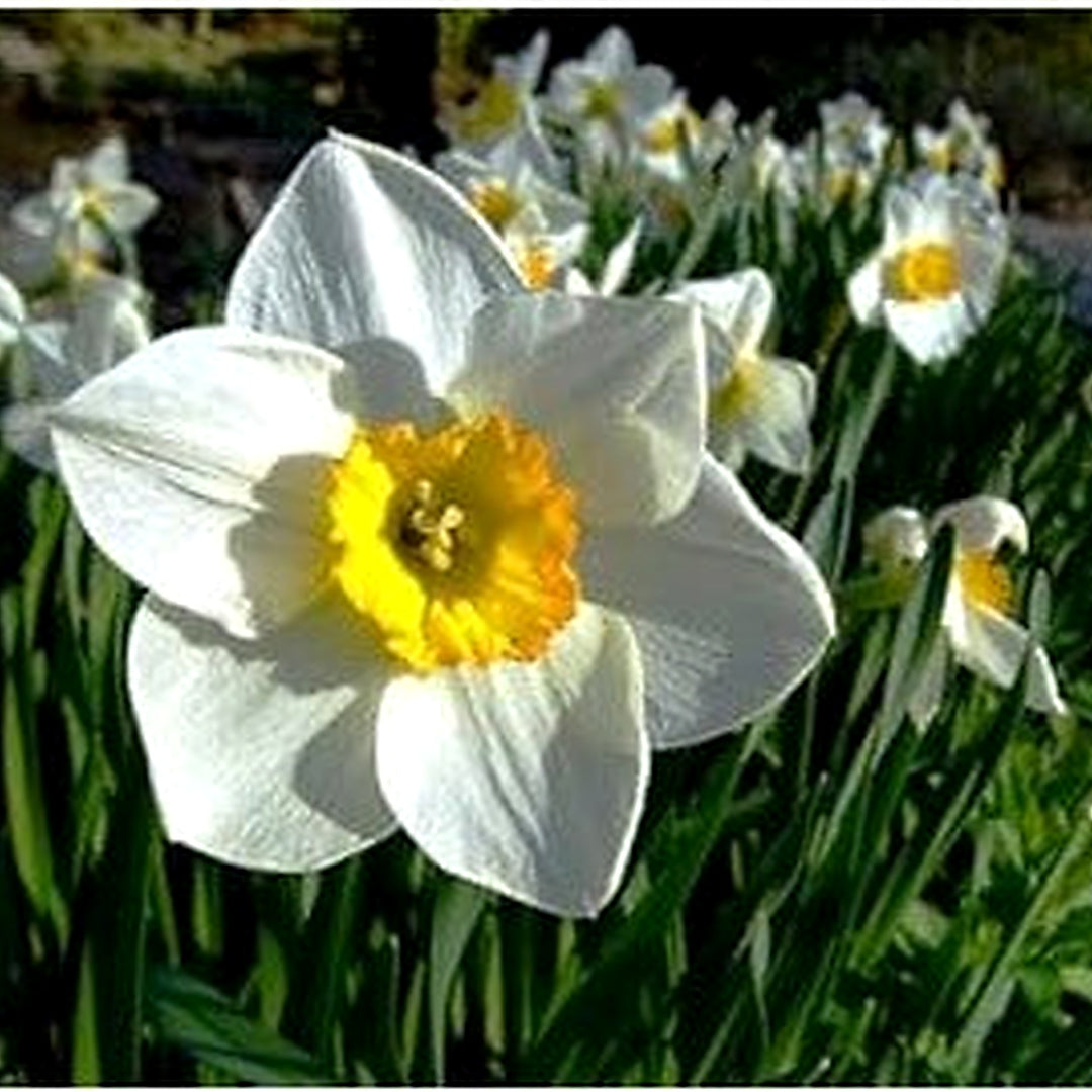 White Yellow Narcissus Flower Seeds [neera-v5-bb615469a3c7620c154b]