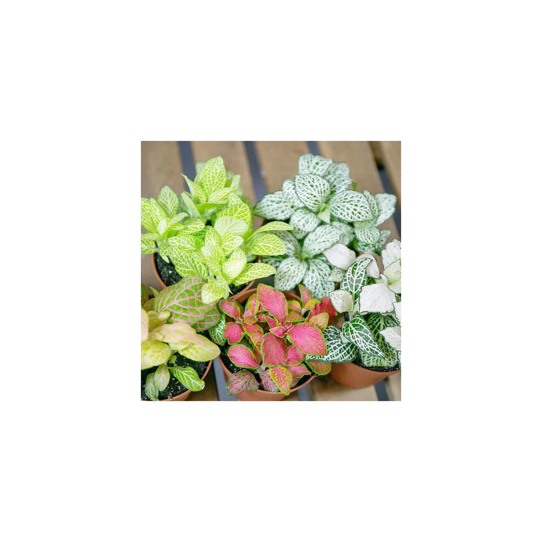 White Fittonia Albivenis Heirloom Non Gmo Nerve Plant For Indoor Planting Flower Seeds for Home [neera-v5-bb6cbba9aa3a7202f996]