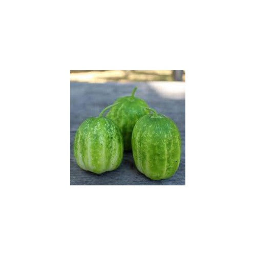 Richmond Green Cucumber Vegetable Seeds for Planting [neera-v5-bb80e935b2e7e99886dc]