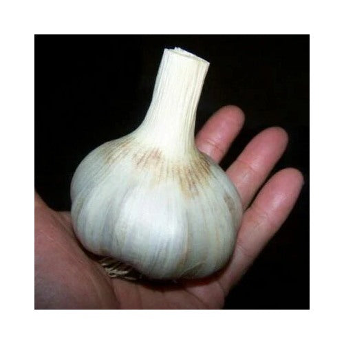 German Giant Garlic Planting Bulb Organic Natural Home Vegetable Garden Heirloom Non Gmo Flower [neera-v5-bb901fb54094e3d77381]