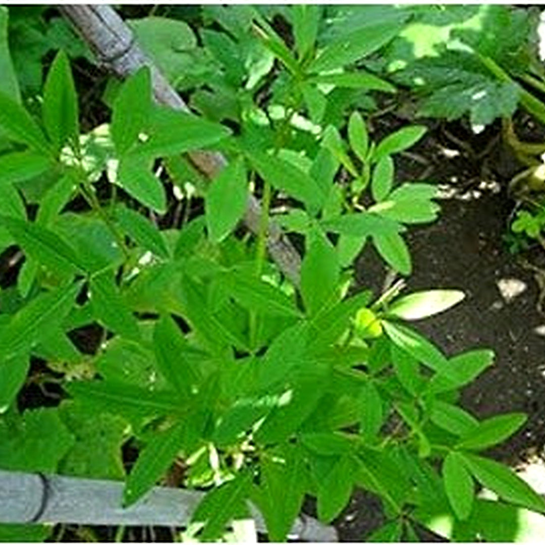 Chipilín Guatemalan Vegetable Seeds for Planting [neera-v5-bb902b94a8d5328f0bc3]