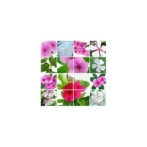 Vinca Periwinkle Flower Seeds for Planting [neera-v5-bb98b3ecce973e5be0c6]