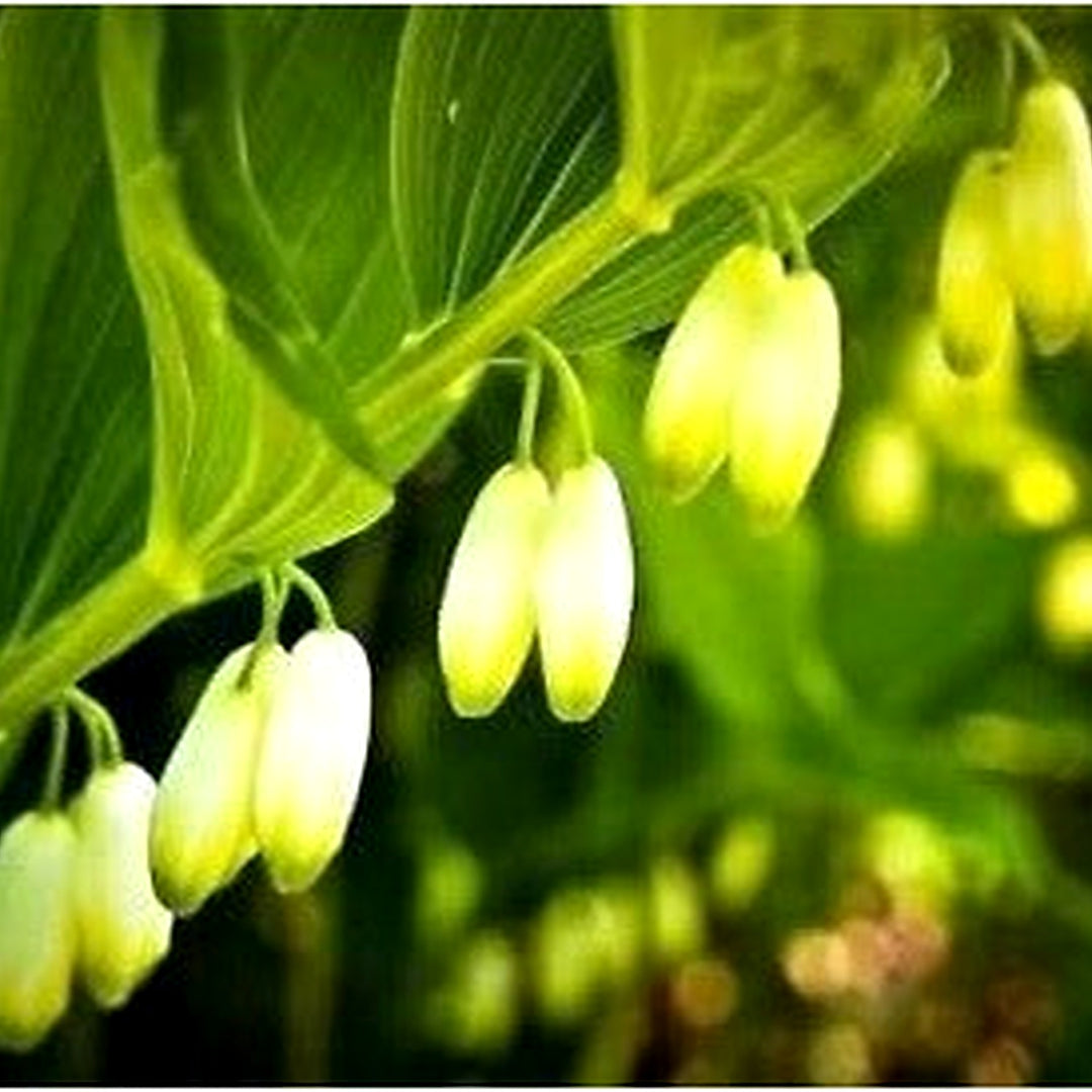 Green Polygonatum (Solomon’s Seal) Seeds for Planting [neera-v5-bb9a95f3284b93d5a543]