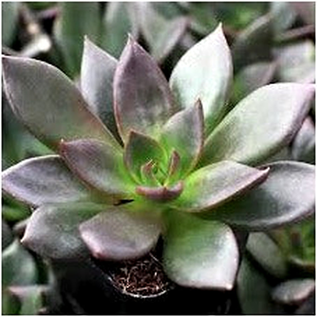Black Succulent Prince Mixed Variety Flower Flower Seeds for Home Garden Planting, Landscape [neera-v5-bba4093eca87887f144c]