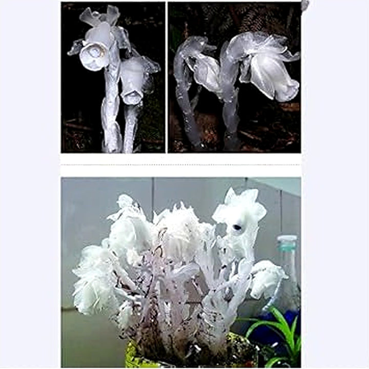 Organic White Monotropa Uniflora Flower Seeds for Planting [neera-v5-bbba8304e357442c0e37]