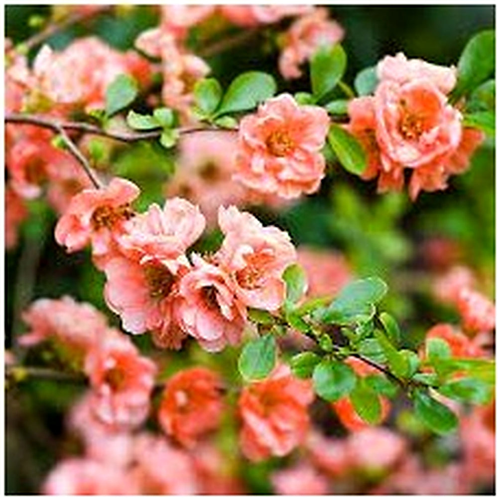 Pink Chaenomeles Flower Seeds for Planting [neera-v5-bbbb73b7898c01972291]