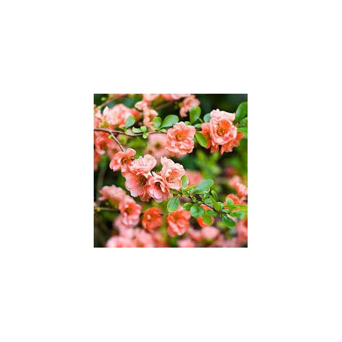 Pink Chaenomeles Flower Seeds for Planting [neera-v5-bbbb73b7898c01972291]