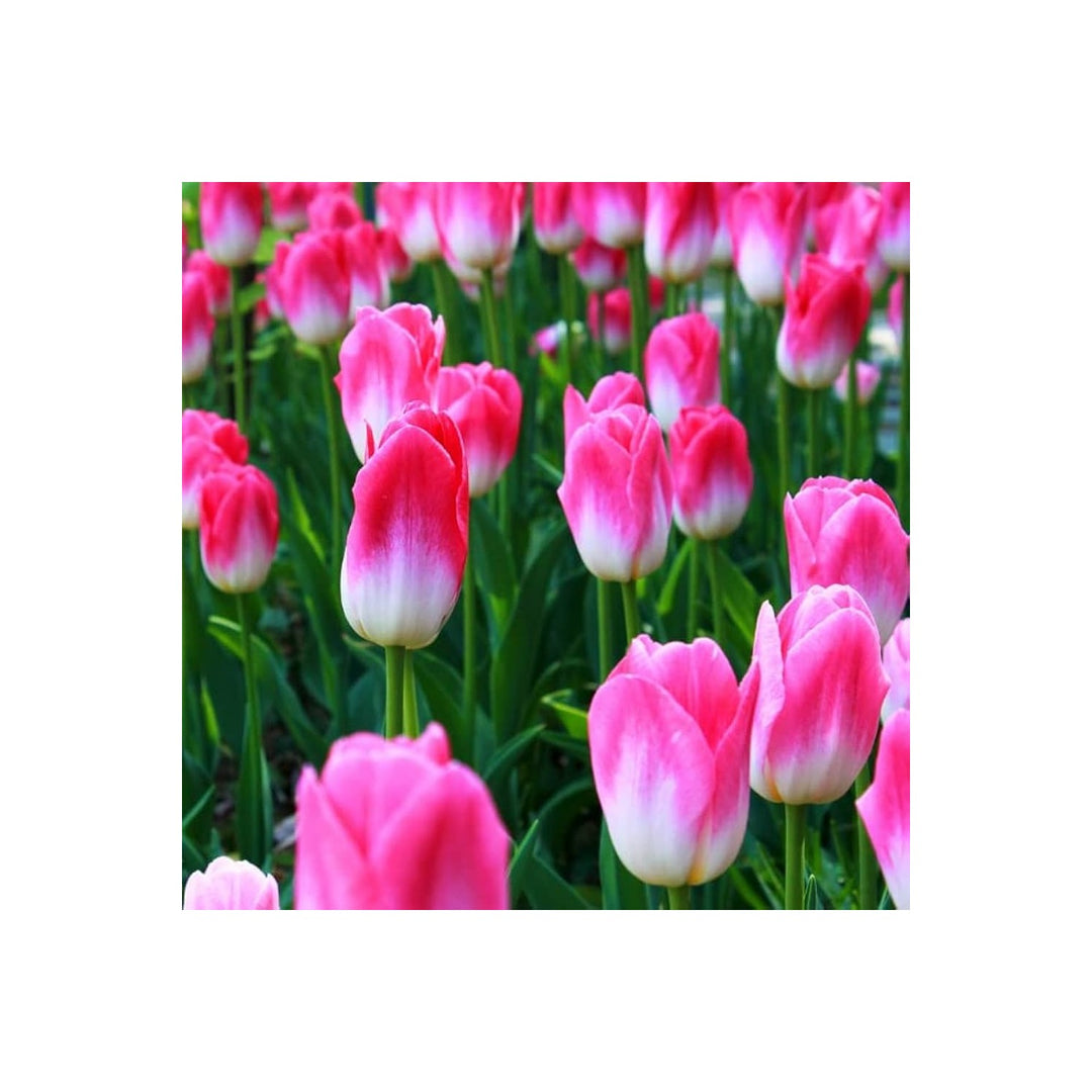 Tulip Tulipa Gesneriana Double Variety Flower For Planting In Spring Garden Or Decorative Beds [neera-v5-bbc0545cb287a4acdcee]