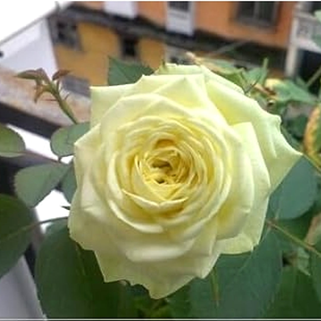 Heirloom Non-GMO Rose Tree Flower Seeds for Planting [neera-v5-bbc16eb635d7ed3fa624]