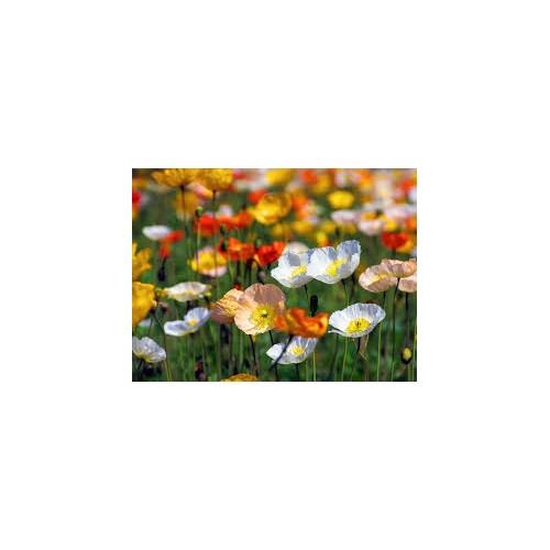 Heirloom Nudicaule Iceland Poppy Mix Flower Seeds for planting -Non-GMO Garden Seeds [neera-v5-bbcaa5d4b646fabcf423]