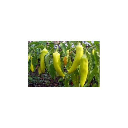 Banana Peppers Seeds for Planting [neera-v5-bbcb75f538048ef6f31f]