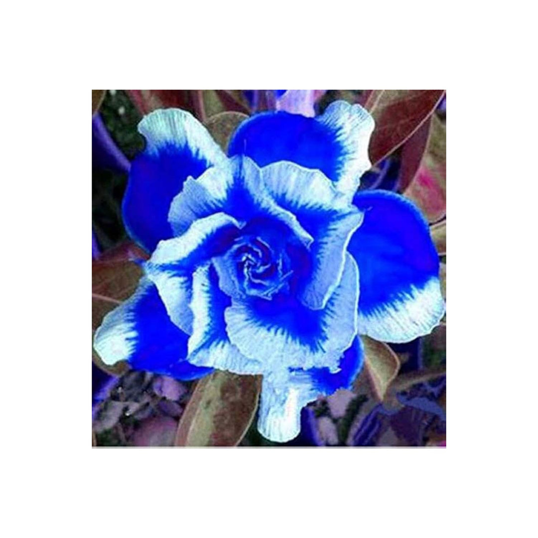 White Blue Heirloom Adenium Obesum Flower For Planting Non Gmo Exotic Blooms Flower Seeds for Home [neera-v5-bbd4c8c964ca4f26d2dc]