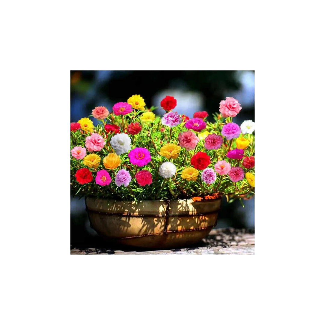 Mixed Miniature Rose Plant For Planting Non Gmo Heirloom Garden For Growth Flower Seeds for Home [neera-v5-bbe2d98ca33c94877273]