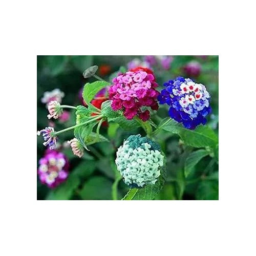 Lantana Mix Flower For Garden Planting Non Gmo Flower Seeds for Home Garden Planting, Landscape [neera-v5-bbf02a9140b714d9b642]