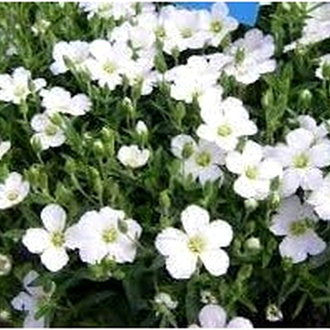 Avalanche Flower Seeds for Planting [neera-v5-bbf82f0206621449f8fa]