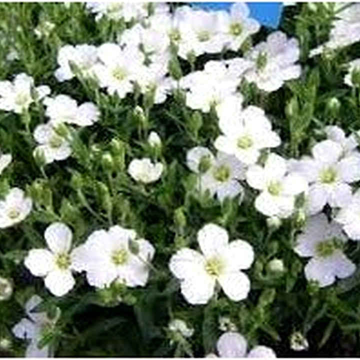 Avalanche Flower Seeds for Planting [neera-v5-bbf82f0206621449f8fa]