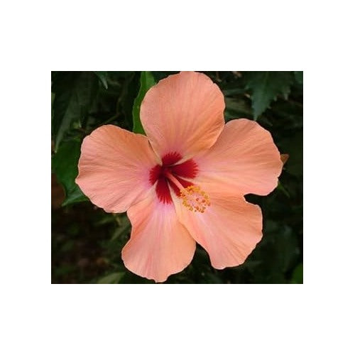 Heirloom Non-GMO Peach Hibiscus Flower Seeds for Planting [neera-v5-bc0627b8d19850c680ed]
