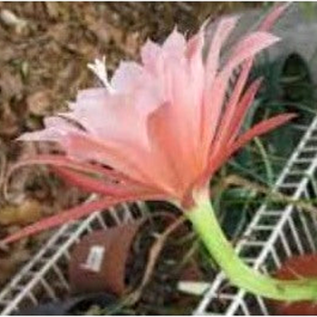 Heirloom Baby Pink Nopalxochia Flower Seeds for Planting | Non-GMO Organic Garden Seeds | High Germination Rare Cactus Blooms [neera-v5-bc0b90f09785cb6101a3]