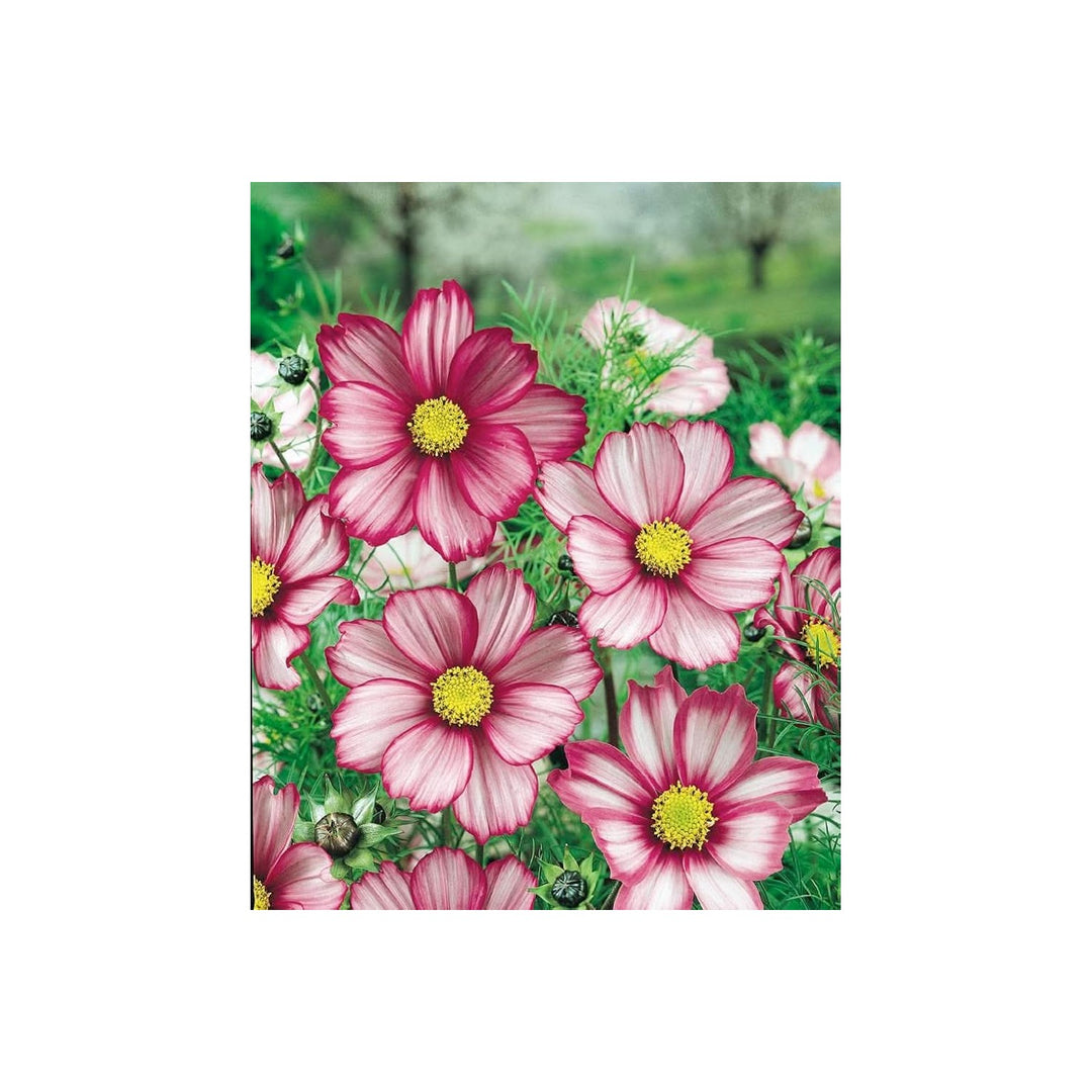 Cosmos Candy Stripe Cosmos Bipinnatus Flower For Ornamental Backyard Garden Planting Flower Seeds [neera-v5-bc1bd712c17aea9d3060]