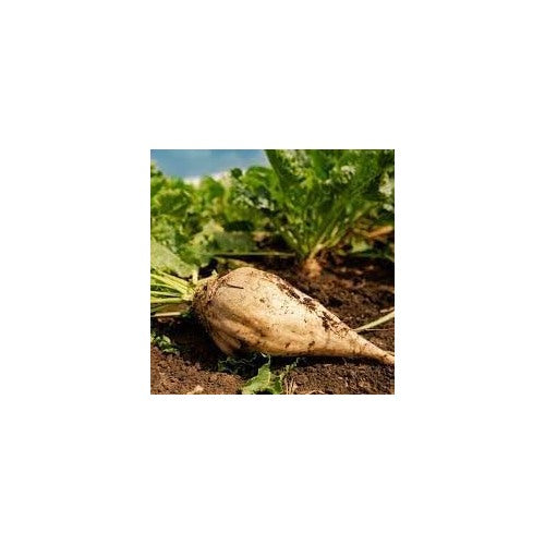 Sugar Beet Plant Seeds for Planting [neera-v5-bc2372464cd9e22a02dd]