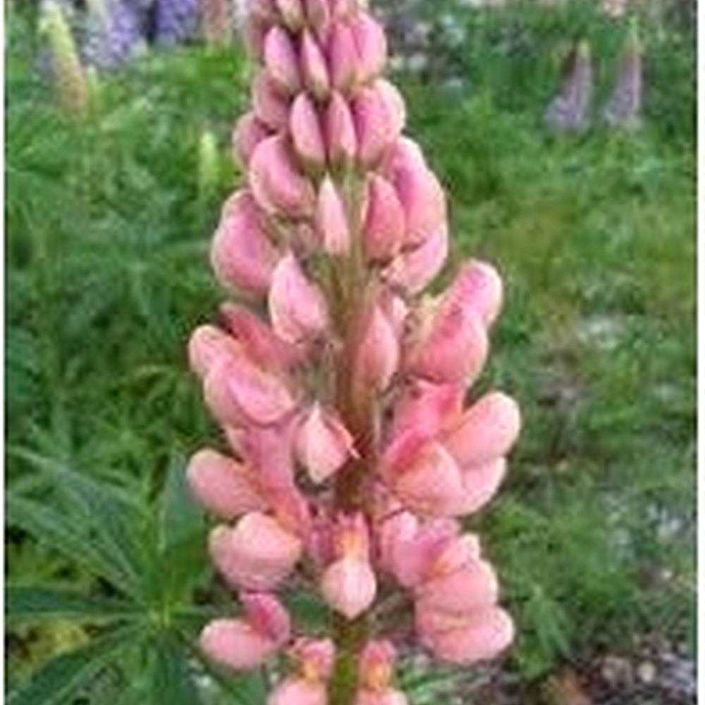 Light Pale Pink Perennial Seeds for Planting [neera-v5-bc25a47e9d9f04c2d12b]