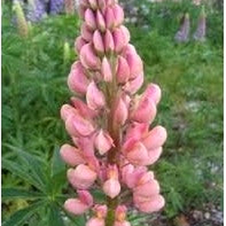 Light Pale Pink Perennial Seeds for Planting [neera-v5-bc25a47e9d9f04c2d12b]
