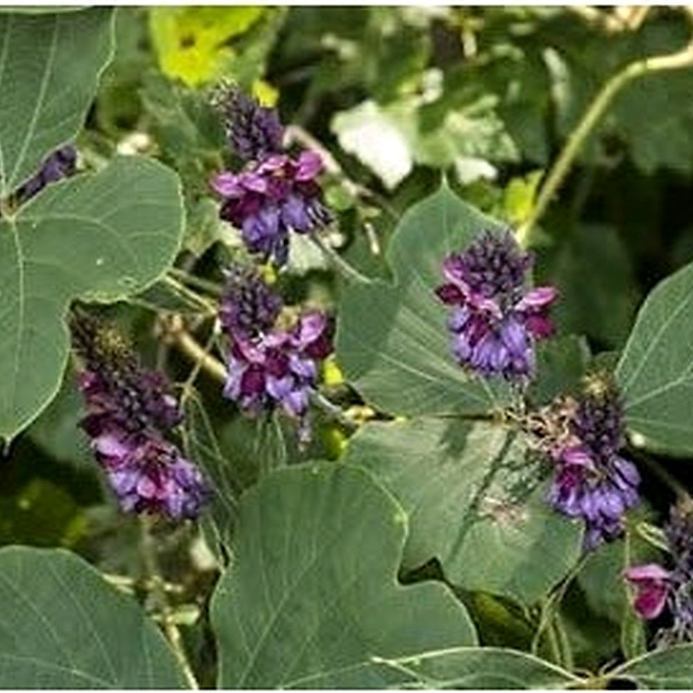 Kudzu Pueraria lobata Seeds for Planting [neera-v5-bc2e374a8ea02626f26f]