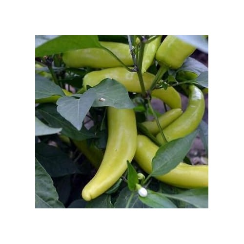 Red Wax Pepper Seeds for Planting [neera-v5-bc33b574bd4d1e13a2d0]