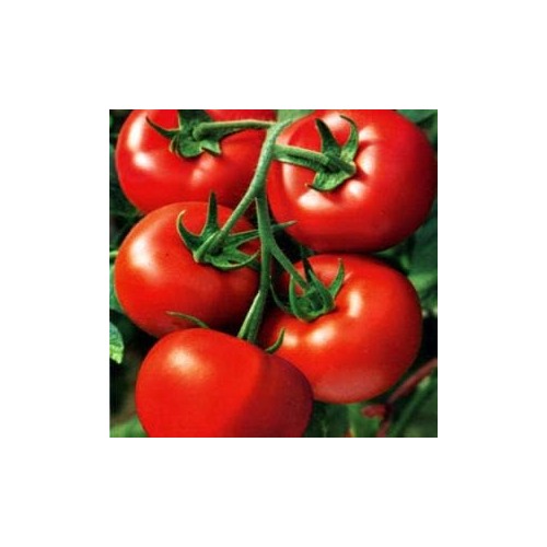 Giant Red Monster Tomato Seeds for Planting [neera-v5-bc340402b8fa5caa2240]